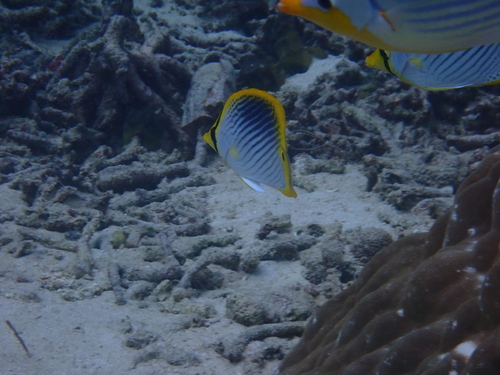 Staartvlek-koraalvlinder (Chaetodon ocellicaudus) — Chaetodontidae — 5