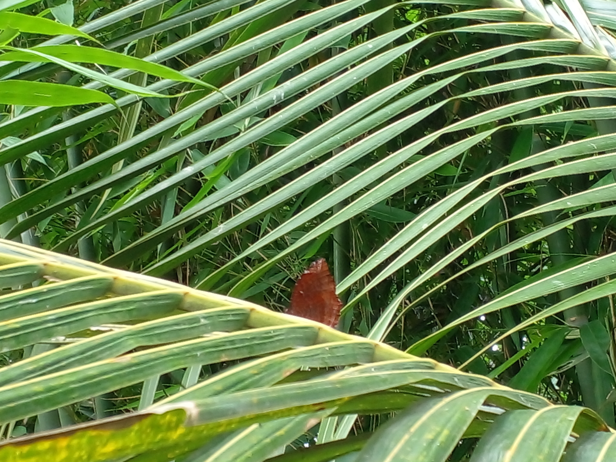 Common Palmfly
