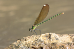 Calopteryx syriaca