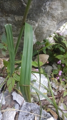 Calamagrostis emodensis