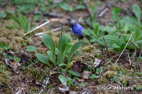 Harebell Poppy (Meconopsis quintuplinervia)