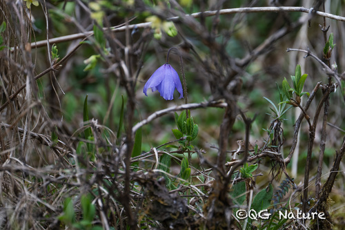 Meconopsis quintuplinervia, photograph 1