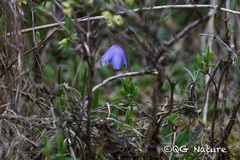 Meconopsis quintuplinervia, photograph Wang.QG, CC BY, iNaturalist via GBIF