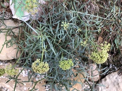 Crithmum maritimum
