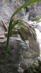 Calamagrostis emodensis