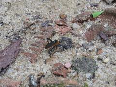 Laminiceps obscurior