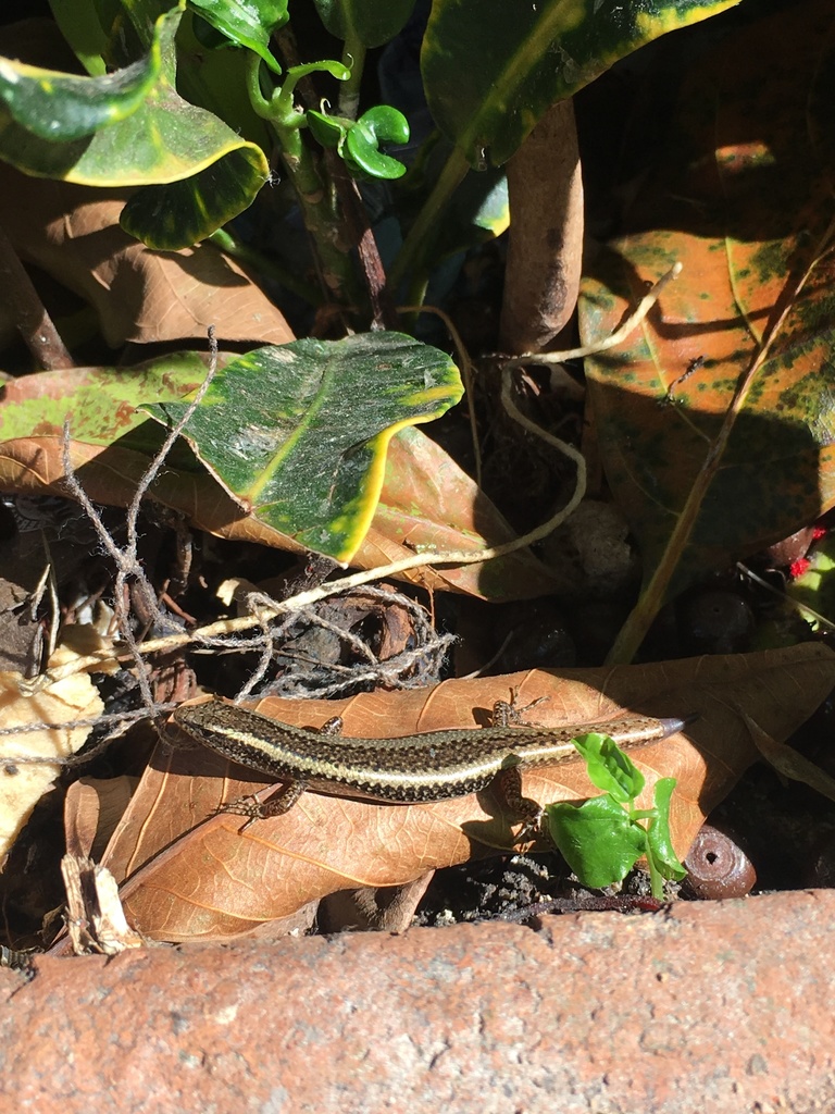 Doria's Ground Skink