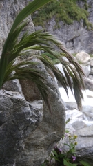 Calamagrostis emodensis