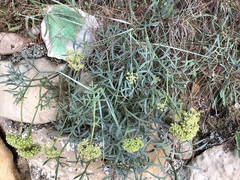 Crithmum maritimum