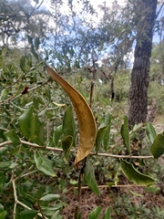 Asclepias tomentosa