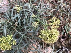 Crithmum maritimum
