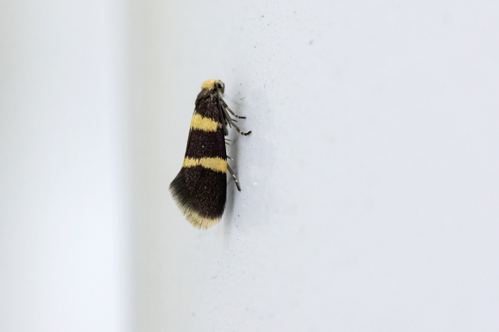 Lampronia redimitella