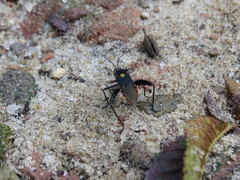 Laminiceps obscurior