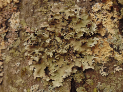 Parmotrema gardneri