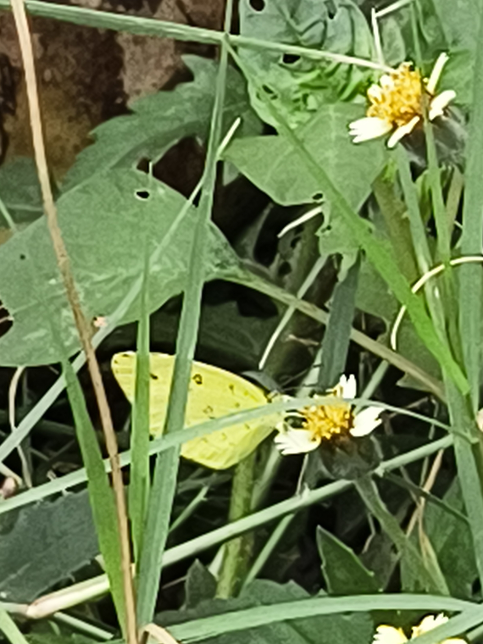Common Grass Yellow
