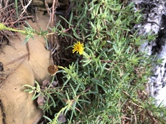 Limbarda crithmoides