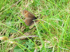 Erebia epiphron