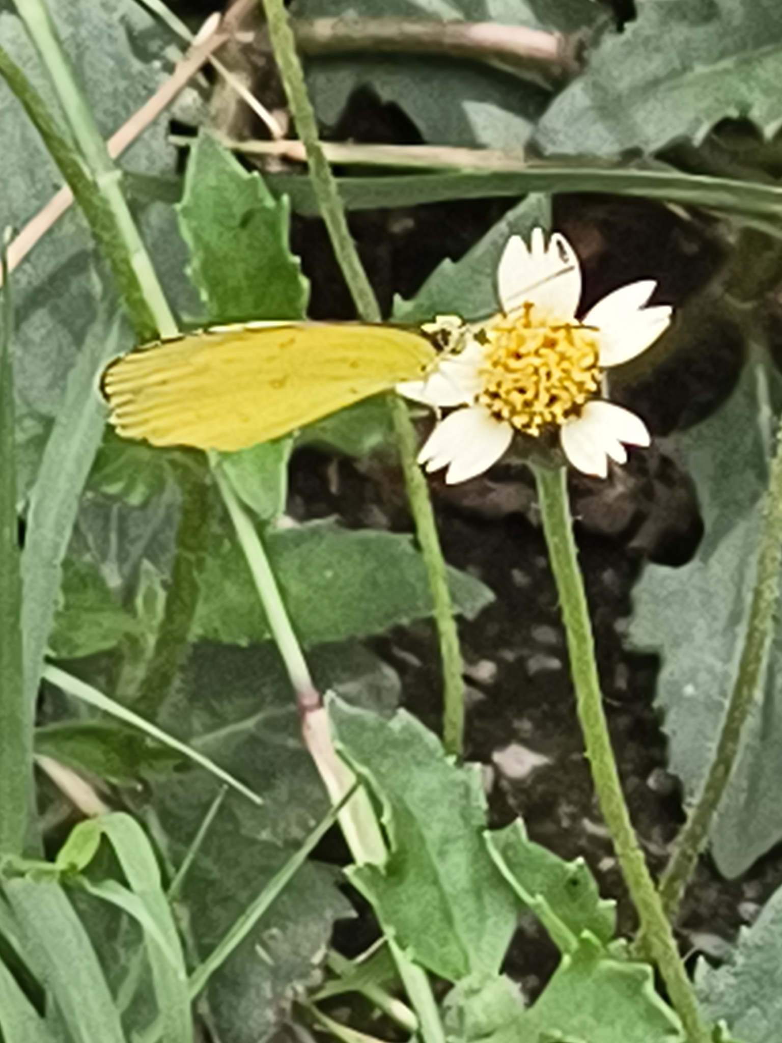 Common Grass Yellow