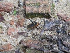 Laminiceps obscurior