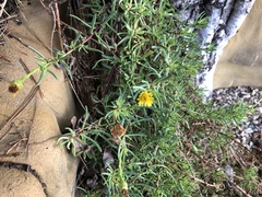 Limbarda crithmoides