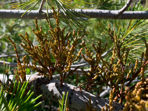 western white pine dwarf mistletoe (Arceuthobium monticola)