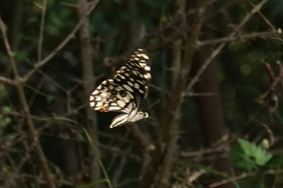 Lime Swallowtail