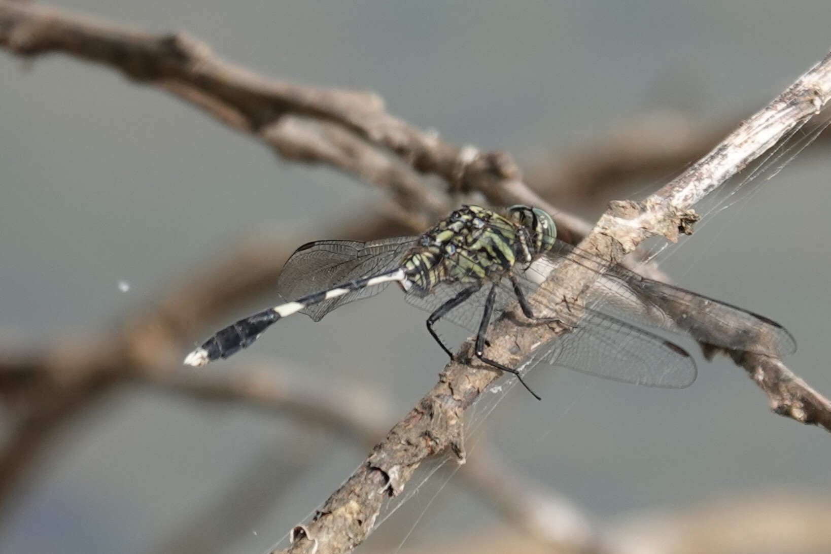 Slender Skimmer