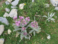 Carduus carlinoides