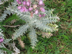 Carduus carlinoides