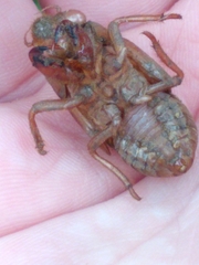 Tibicininae