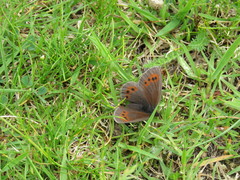 Erebia epiphron