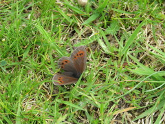 Erebia epiphron