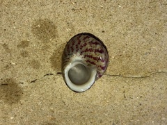 Steromphala divaricata