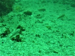 Halichoeres semicinctus