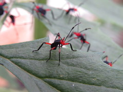 Pachylis laticornis