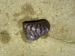 Steromphala divaricata