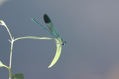 Calopteryx syriaca