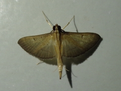 Bradina admixtalis