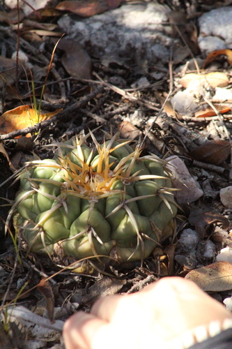 Discocactus catingicola