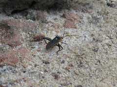 Laminiceps obscurior