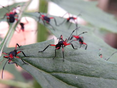 Pachylis laticornis