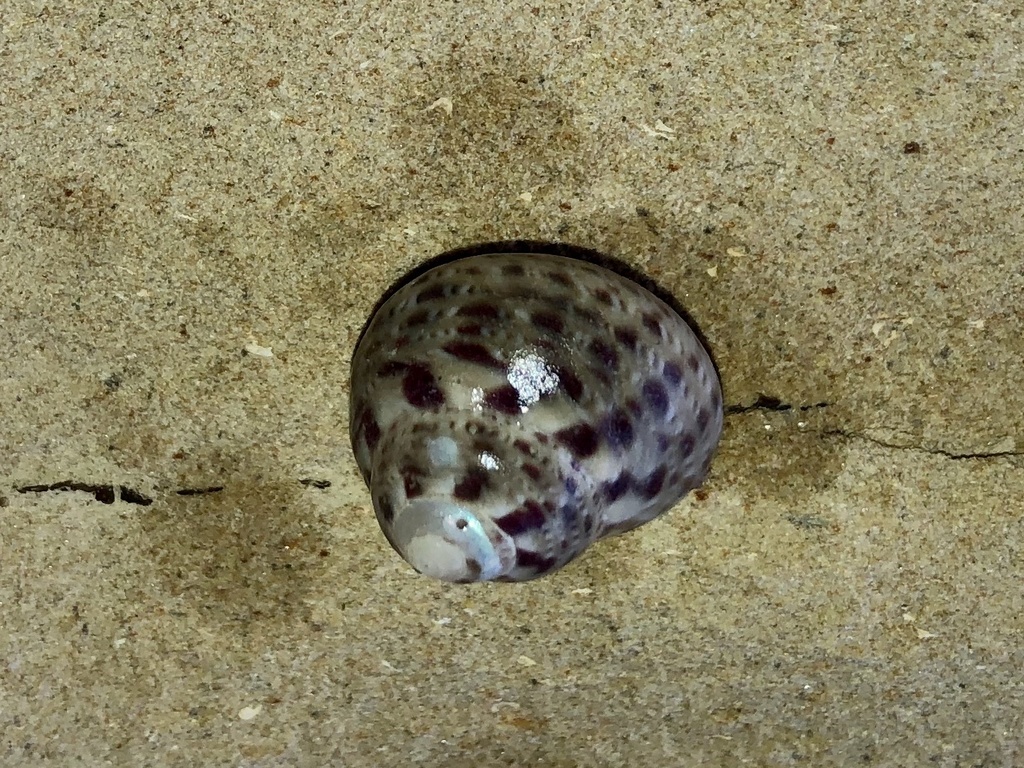 Phorcus mutabilis