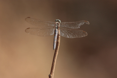 Orthetrum chrysostigma