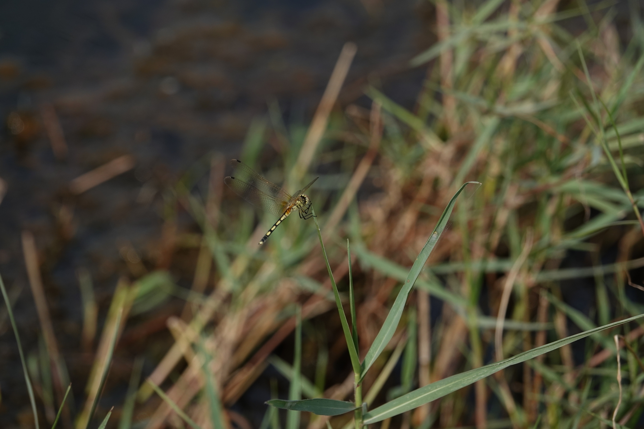 Long-Legged Marsh Glider