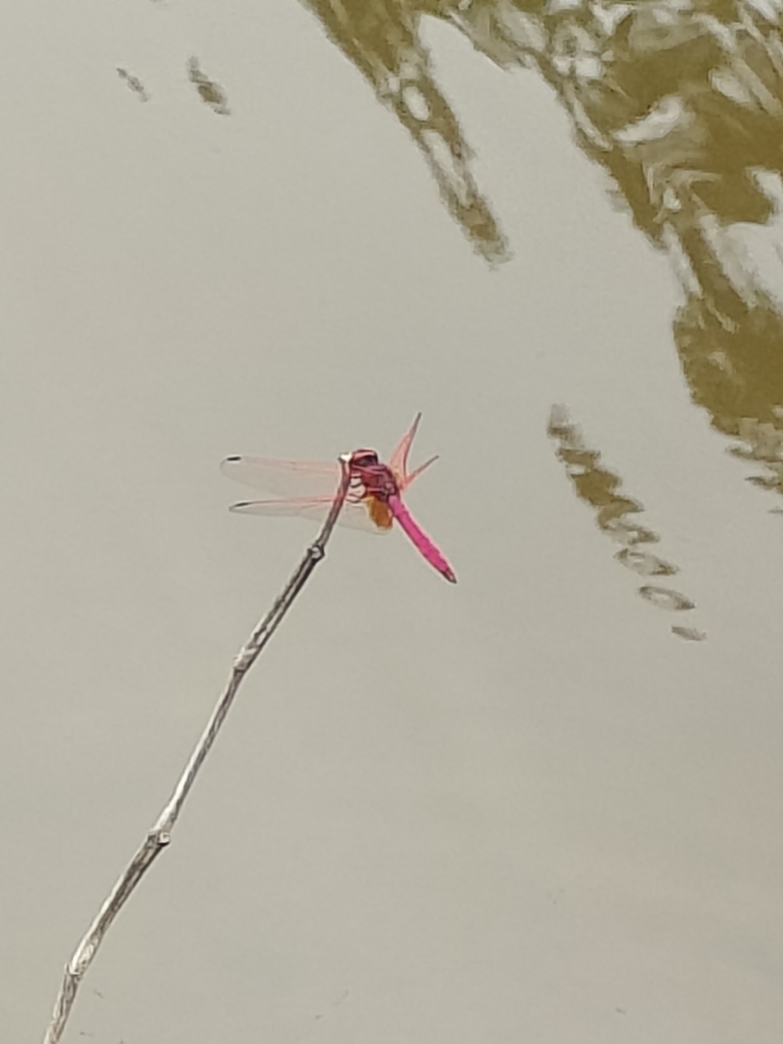 Crimson Marsh Glider