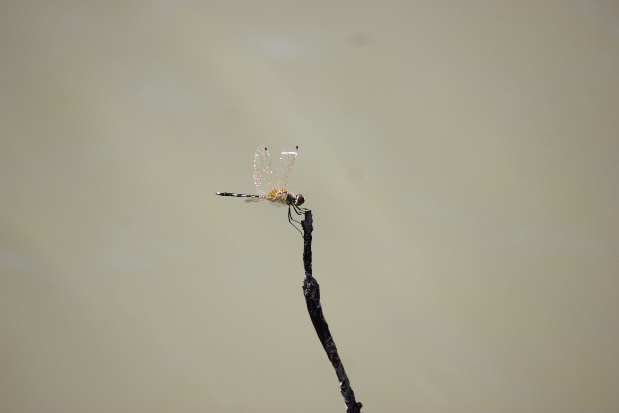 Long-Legged Marsh Glider
