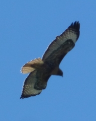 Buteo jamaicensis