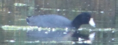 Fulica americana
