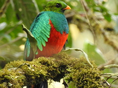 Golden-Headed Quetzal photo 1