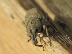Sphenophorus rusticus